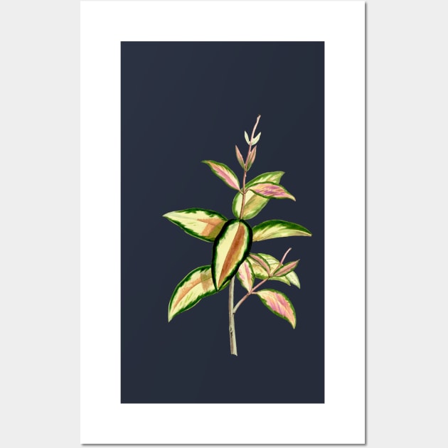 Hoya Carnosa tricolor - Annales de la Société royale d’Agriculture et de Botanique de Gand - Botanical Illustration Wall Art by chimakingthings